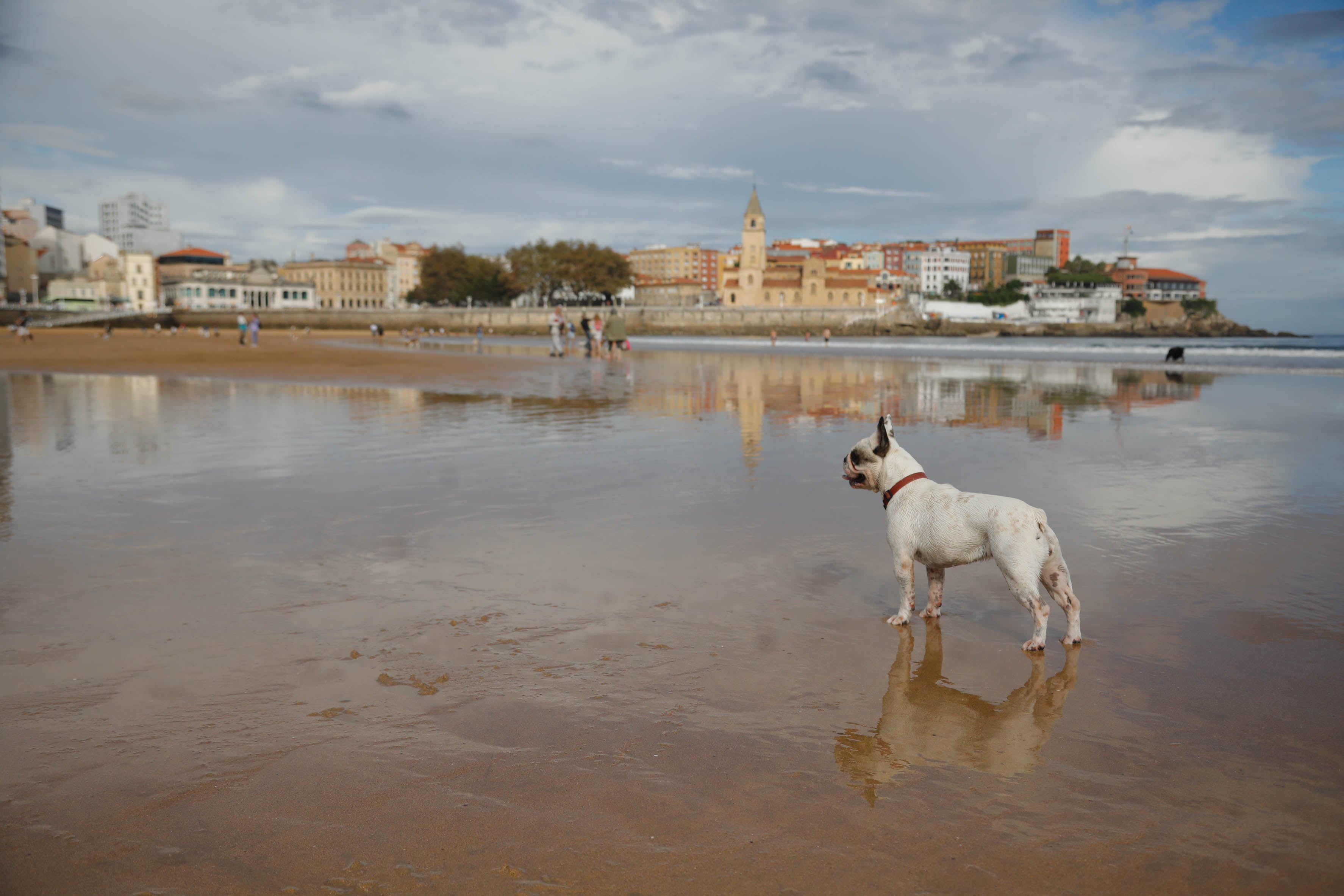 Diversión canina en San Lorenzo: los perros vuelven a playa