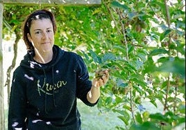 Kiwinos asturianos: la apuesta ecológica que triunfa en España