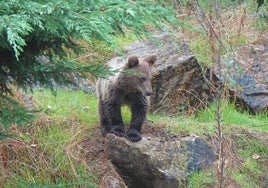 El oso de Barniedo y la osezna 'Cova' en Asturias comparten recinto de aclimatización en Valsemana.