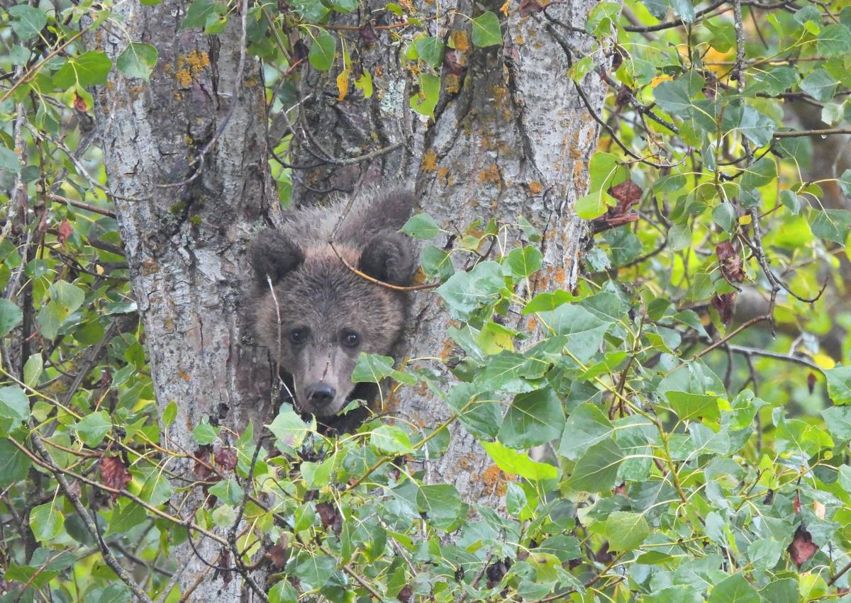 Imagen secundaria 1 - El oso de Barniedo y la osezna 'Cova' en Asturias comparten recinto de aclimatización en Valsemana.