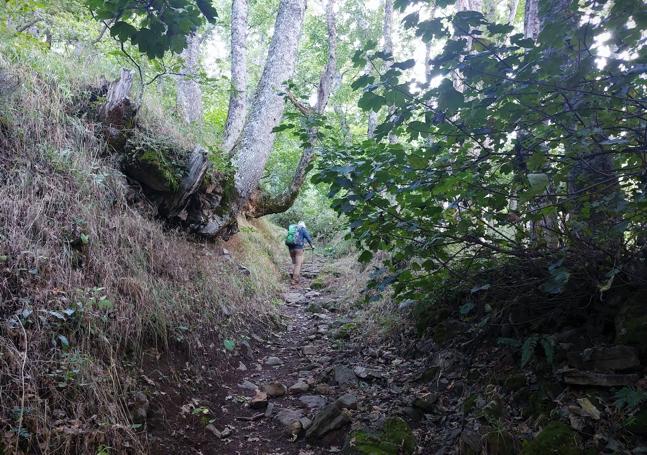 Tramo de bosque subiendo hacia la Foz