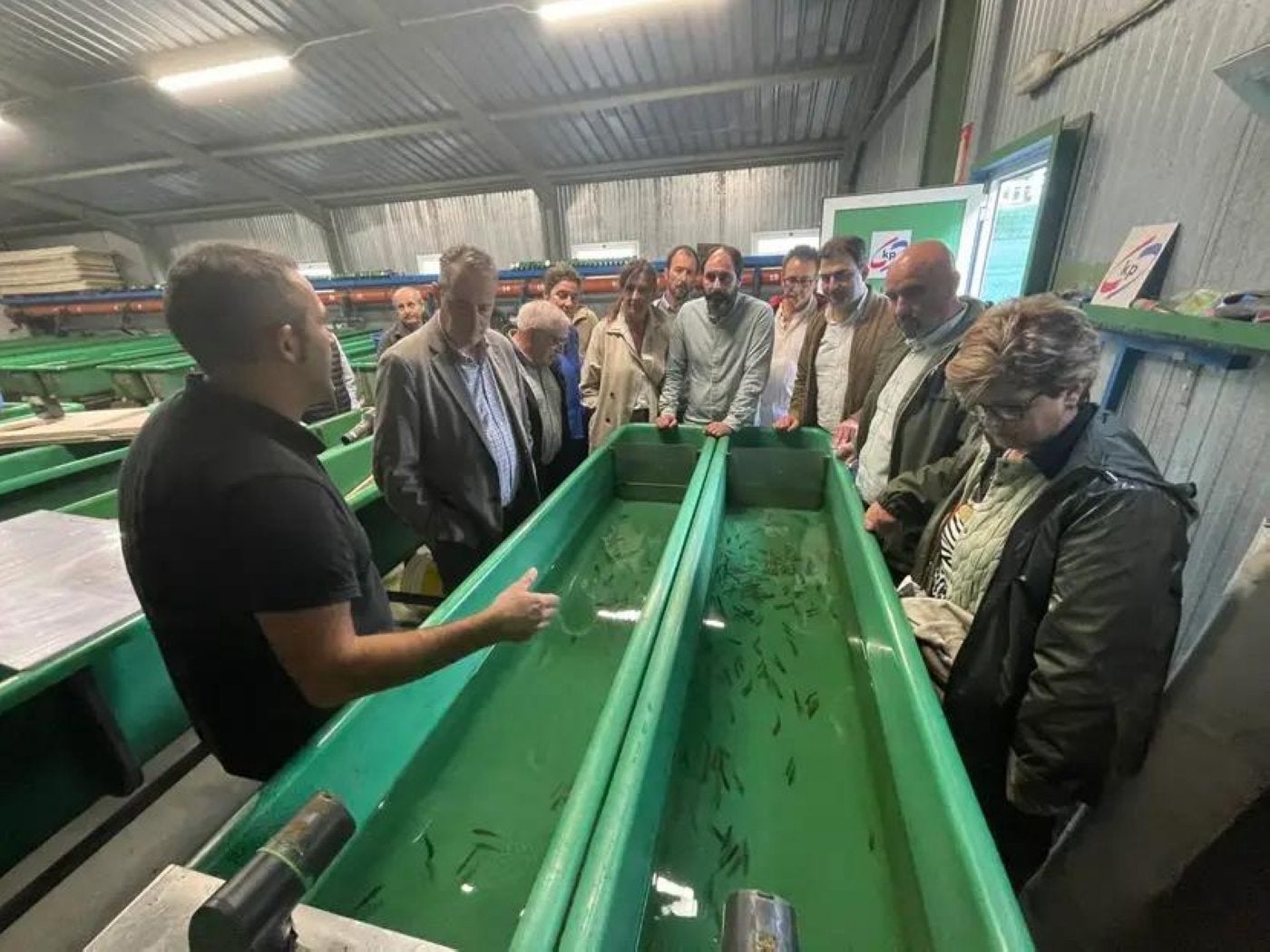 Las Mestas del Narcea soltará 135.000 alevines al río