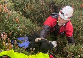 Final feliz para un perro que se cayó en un pozo de seis metros en Pico Pierzu