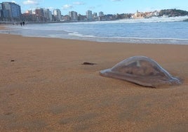 Las medusas reaparecen en Gijón