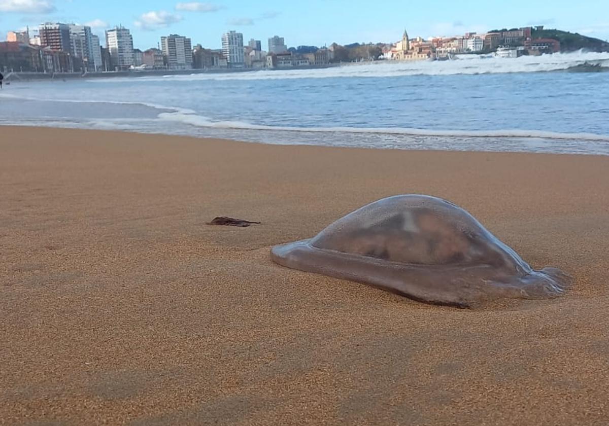 Las medusas reaparecen en Gijón