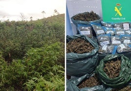 El detenido, vecino de Oviedo, escondía las plantas de marihuana con vegetación de más de dos metros de altura. A la derecha, los cogollos incautados.