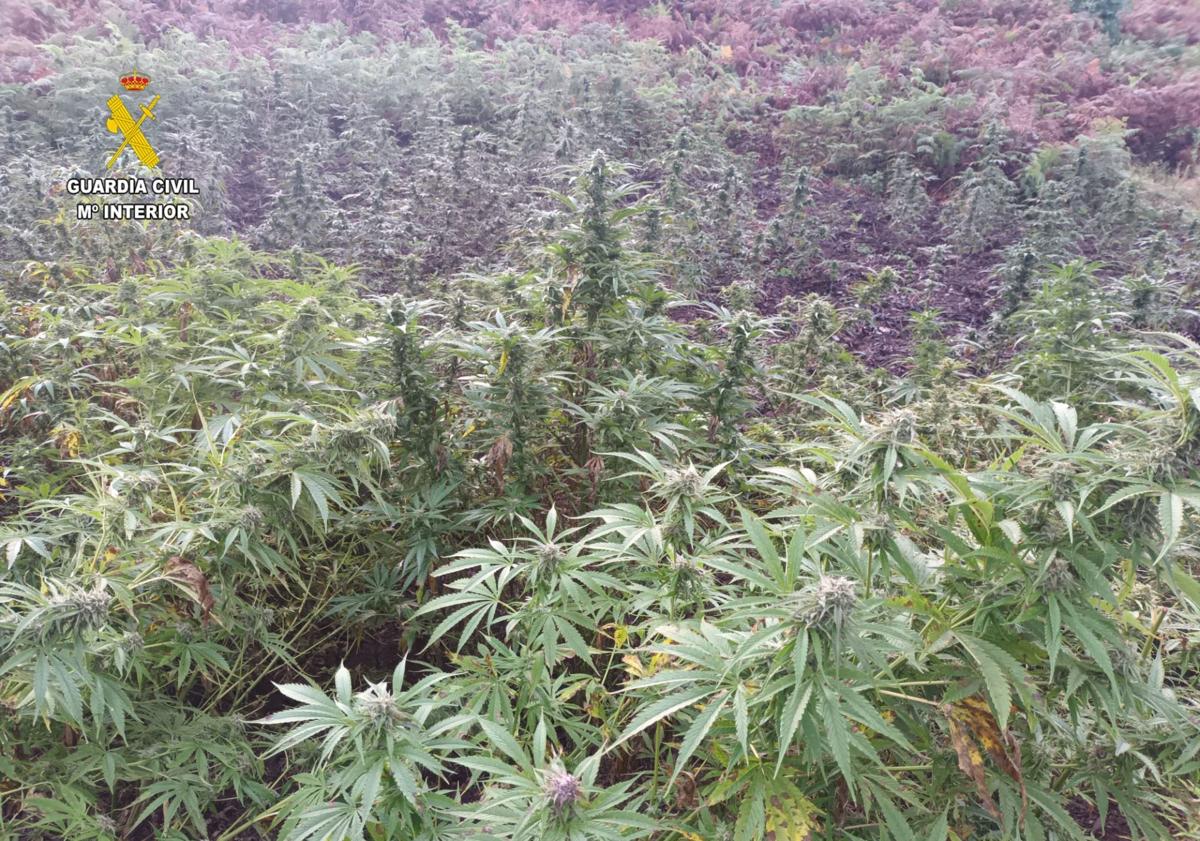 Imagen principal - El &#039;jardinero&#039; de Oviedo que ocultaba una plantación de marihuana en Llanera