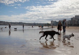 Perros disfrutando de la playa de San Lorenzo tras la finalización de la temporada de baños.