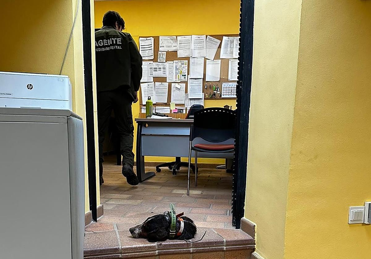 La cabeza de Zancas, a la entrada de la oficina de la Consejería de Medio Rural en Proaza.