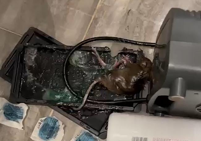 El roedor sobrevivió a las bolsas de veneno, pero sucumbió a las trampas con cola.