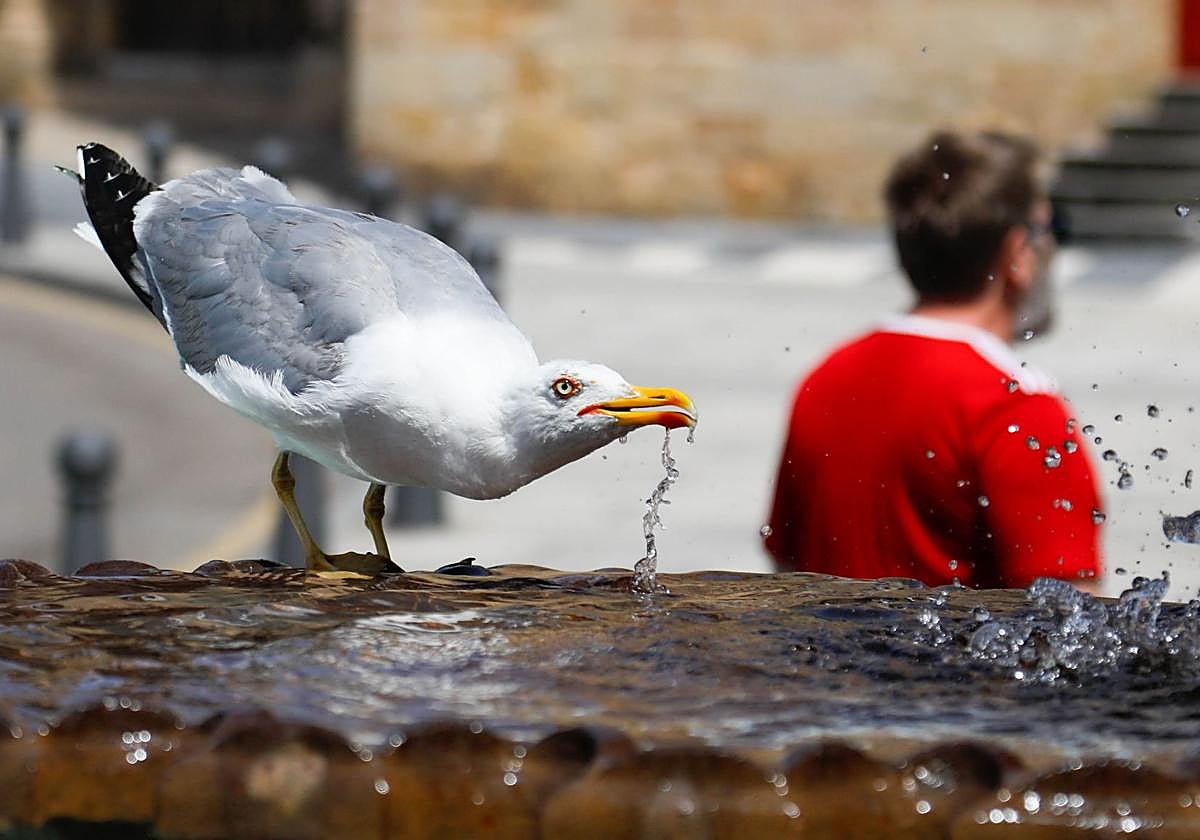 Una gaviota bebe de una fuente en Gijón.