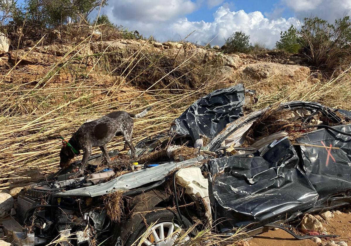 Anja olfateando un coche