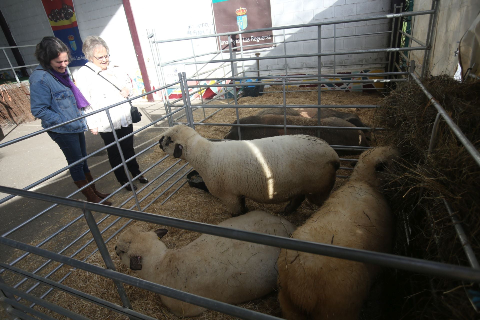 XXIV Certamen Exposición de la Castaña Valduna en Santullano