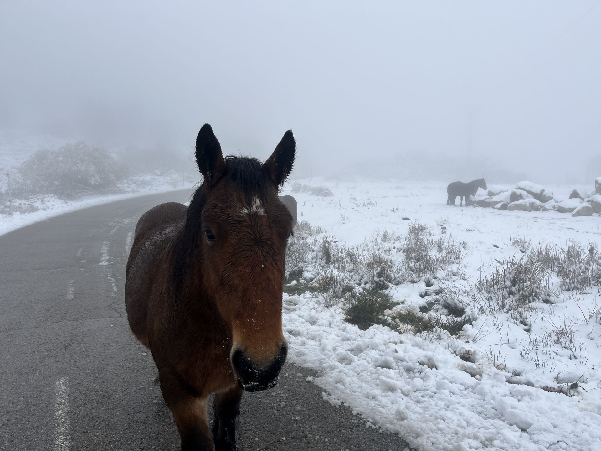 La nieve cubre el puerto de Pajares