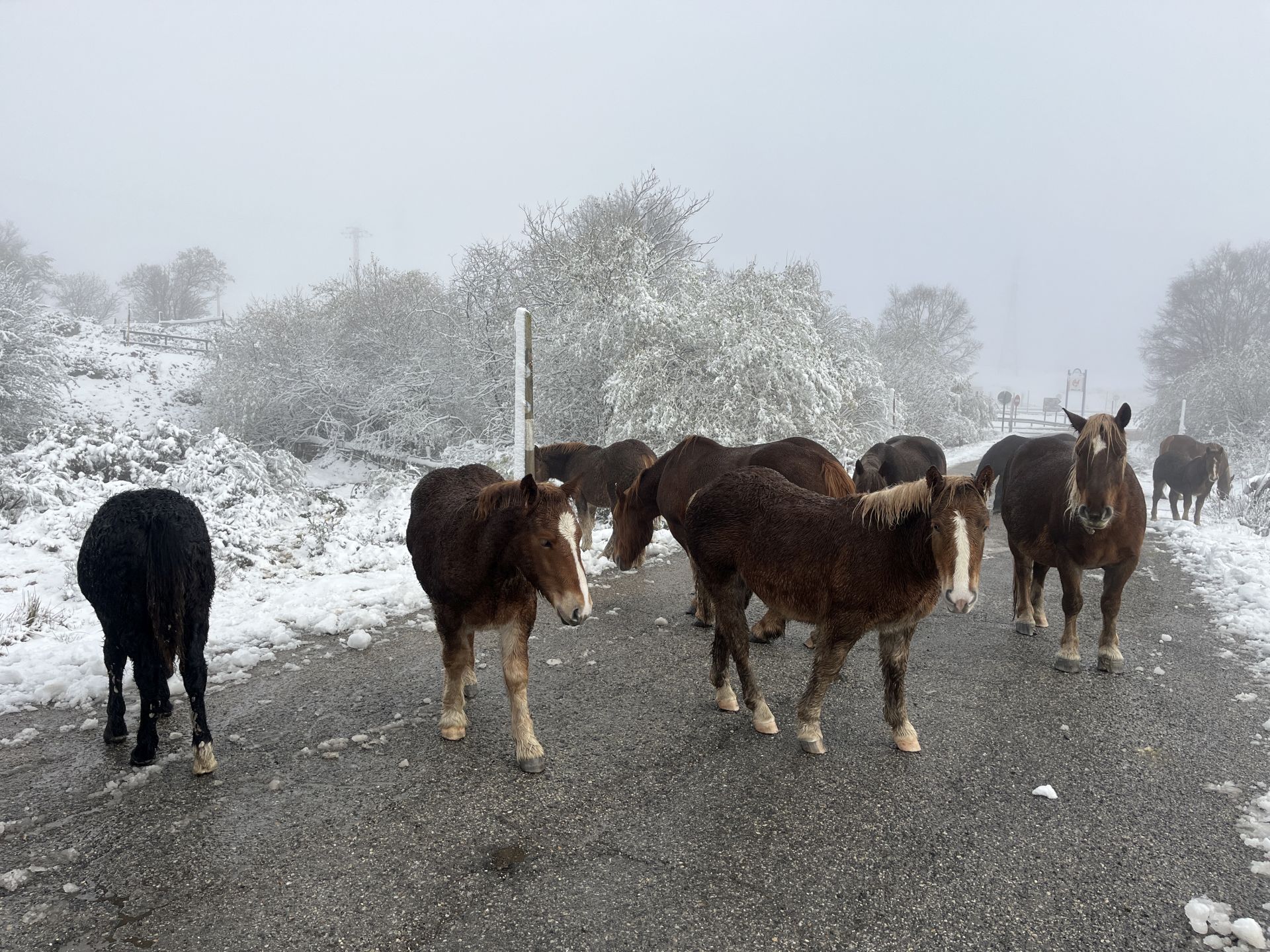 La nieve cubre el puerto de Pajares