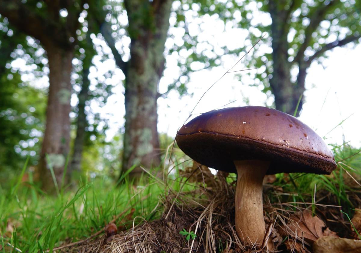 Setas en un bosque en Asturias.