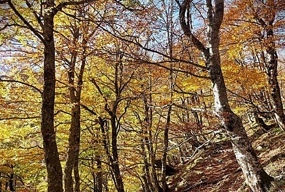 Los tramos de bosque profundo son mayoría en esta ruta