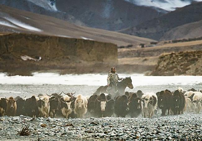 Un pastor a caballo rodeado de yaks