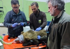Agentes medioambientales de Castilla y León con el osezno Barniedo.