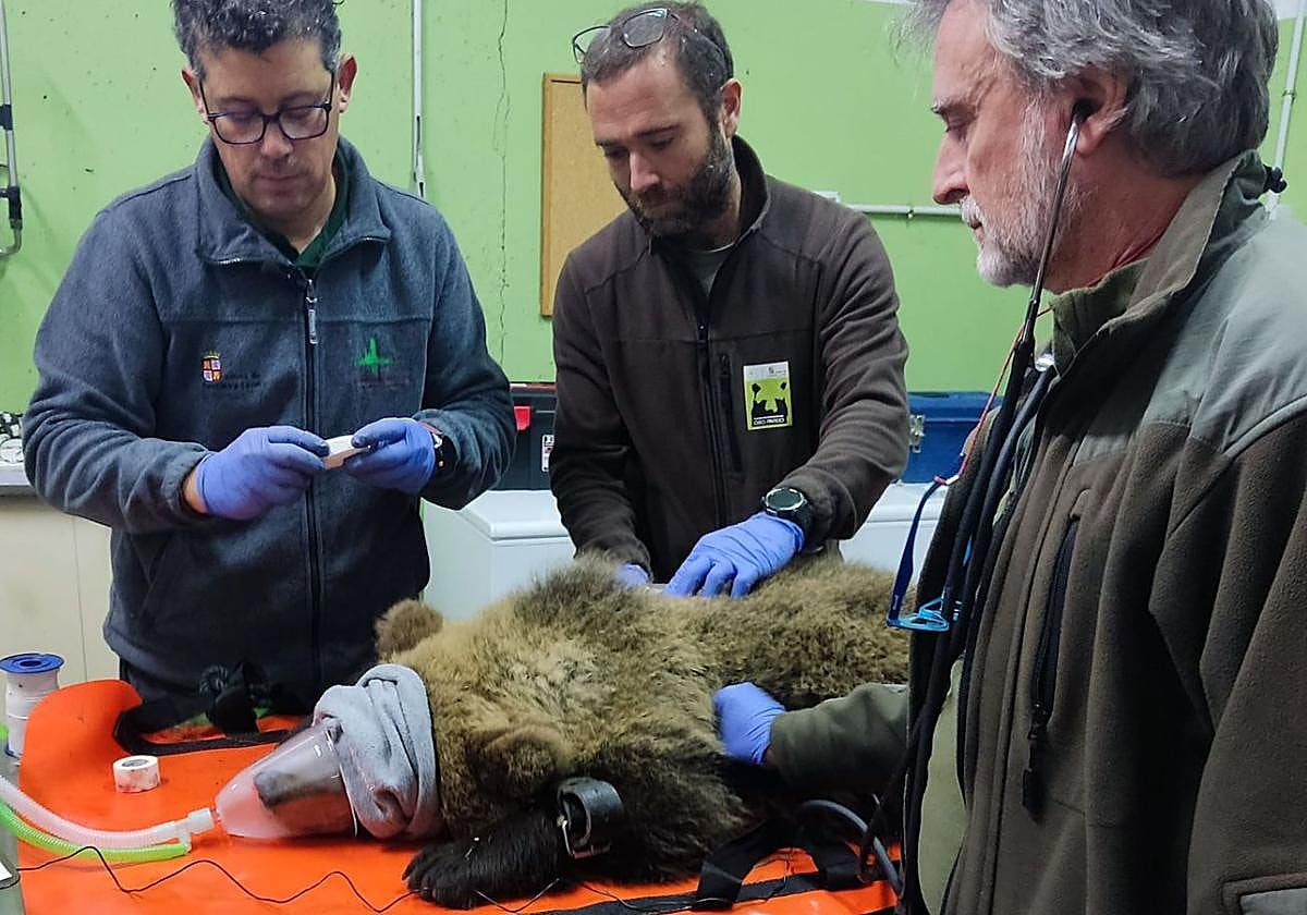 Agentes medioambientales de Castilla y León con el osezno Barniedo.