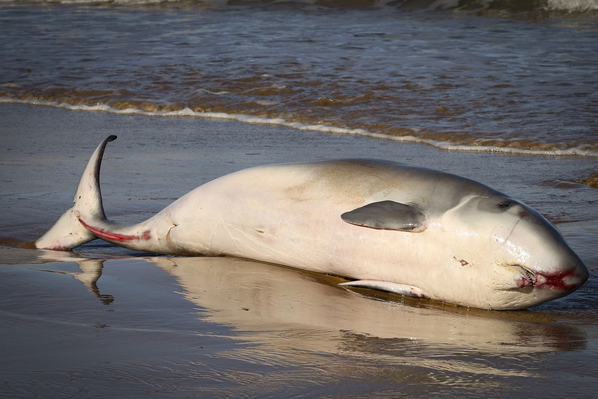 Las imágenes que deja la aparición de un cachalote pigmeo en Gijón