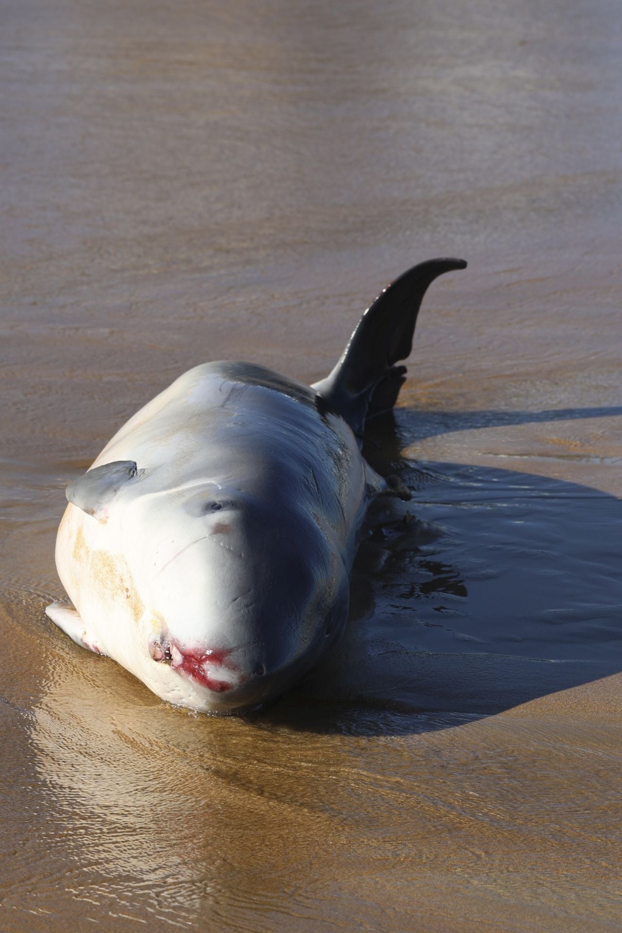 Las imágenes que deja la aparición de un cachalote pigmeo en Gijón