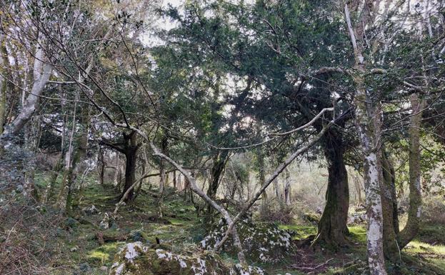 Camino por el bosque de tejos del Sueve, rumbo a la playa de nuevo