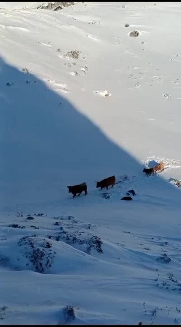 Así fue el rescate de las vacas en Somiedo en medio de la nieve