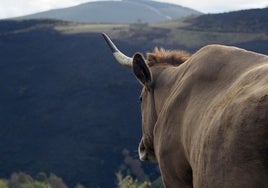 Una vaca en Lugo.