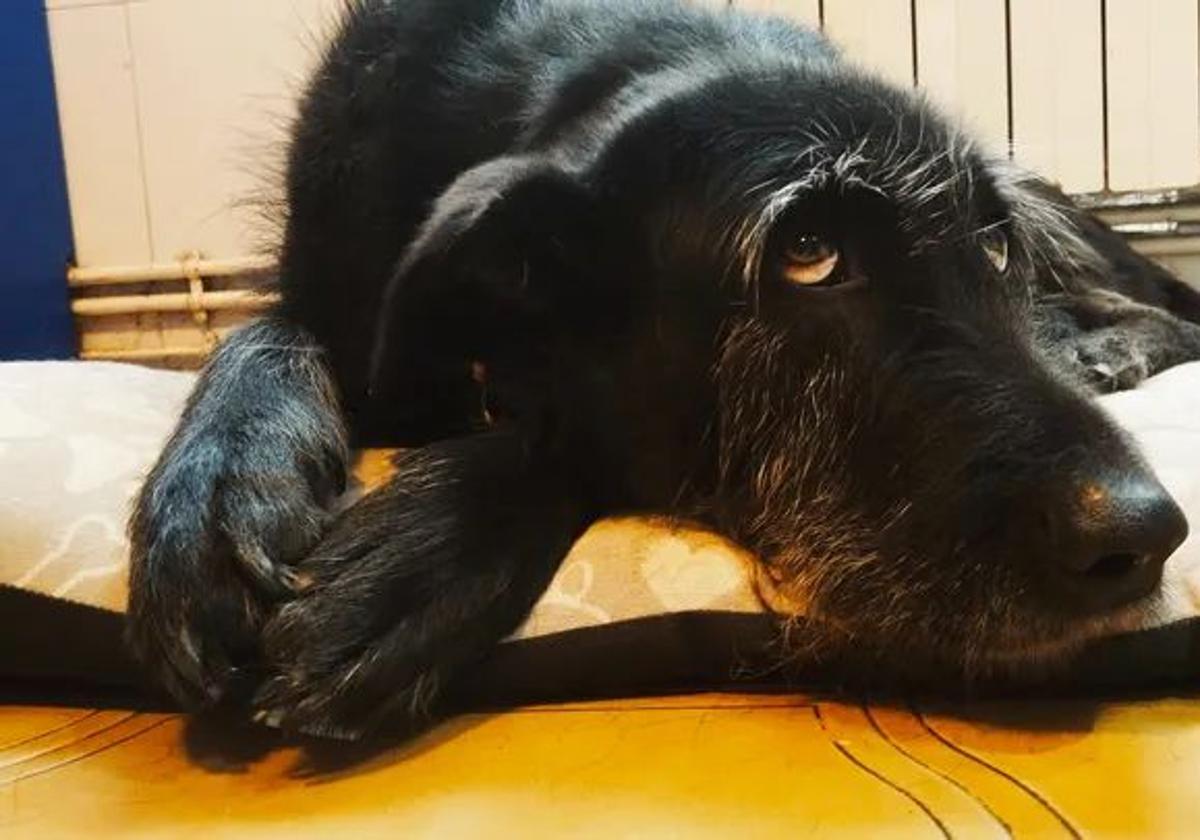 Tola, la perrita de Piloña que recuperó su movilidad en las patas traseras gracias a una operación y a una recaudación de fondos.