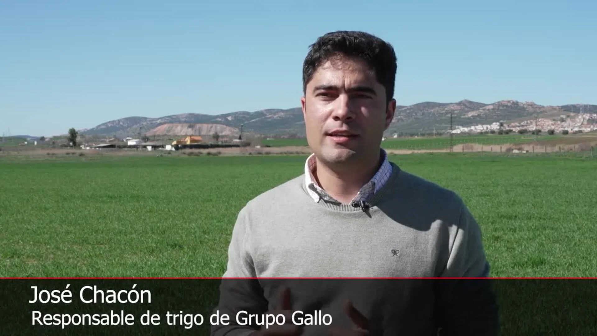 Grupo Gallo y Fertiberia fomentan el cultivo de trigo duro con fertilizantes bajos en emisiones