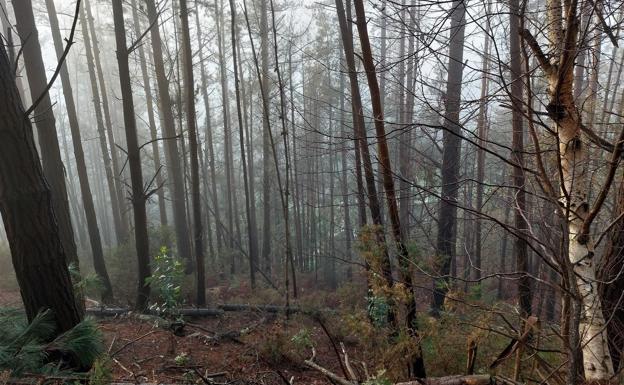 Bosque de pinos
