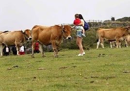 Una turista con su hijo en brazos camina entre un rebaño de vacuno en una pradería del oriente de Asturias.