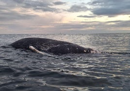 Foto de la ballena encontrada en el mar