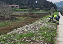 Varios operarios, durante las tareas de revegetación de hábitats en la ría de Villaviciosa.