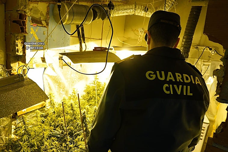 Un agente de la Guardia Civil observa la plantación de marihuana.