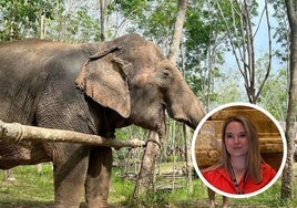 La policía de Tailandia acusa al dueño del elefante que mató a Blanca Ojanguren