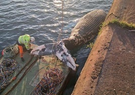 Trabajos esta mañana en El Musel para retirar la ballena que apareció muerta el 4 de enero en la bahía de San Lorenzo de Gijón.