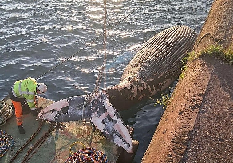 Trabajos esta mañana en El Musel para retirar la ballena que apareció muerta el 4 de enero en la bahía de San Lorenzo de Gijón.