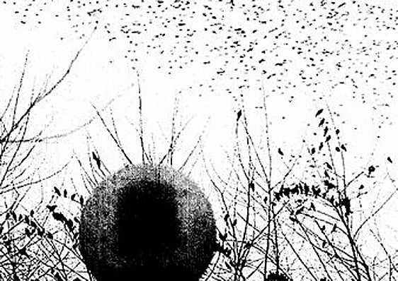 Estorninos sobrevolando Begoña