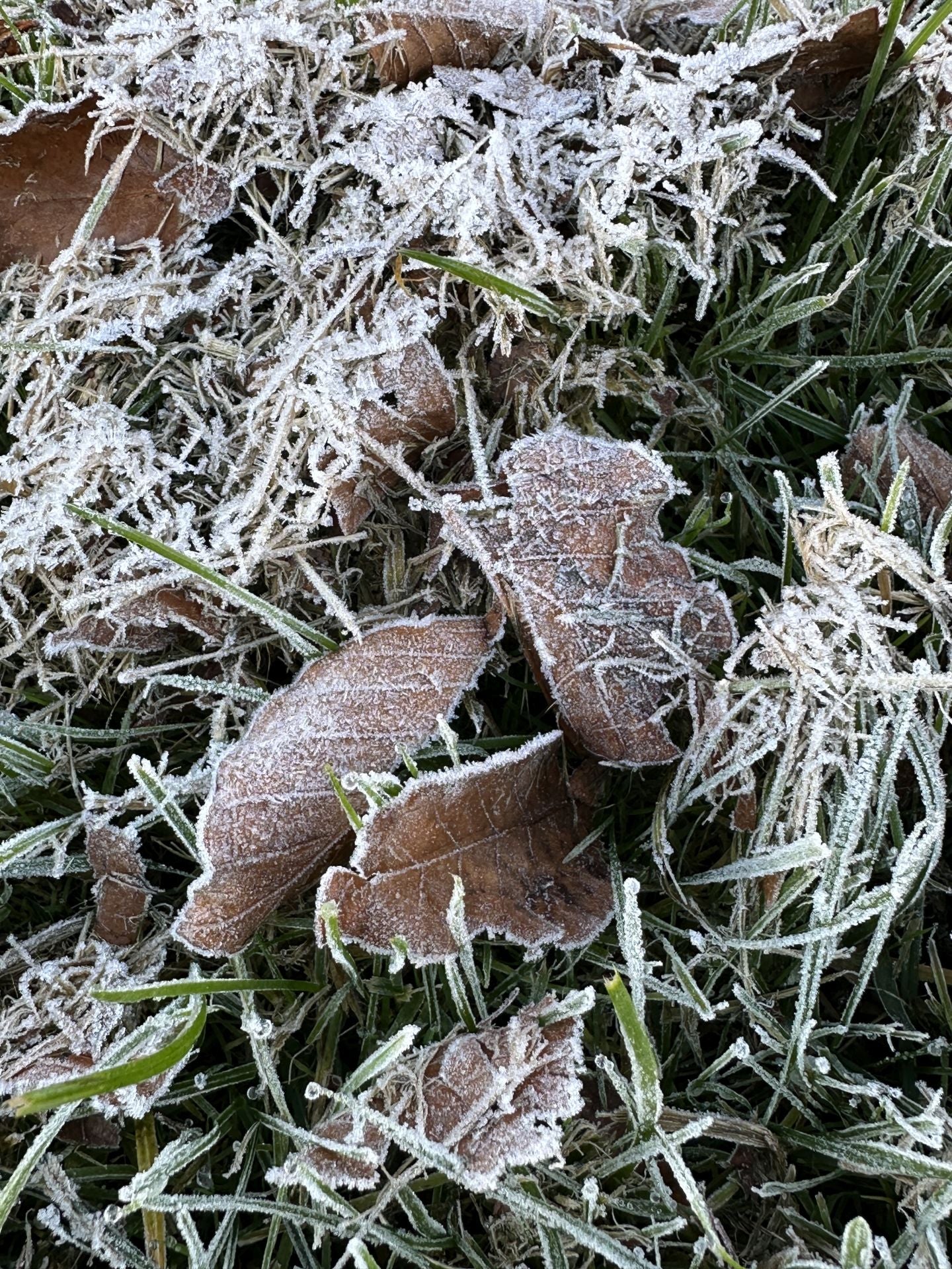 Asturias, bajo cero: el frío invernal llega a la región