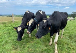 Varios ejemplares de vaca frisona, en una explotación lechera del occidente asturiano.