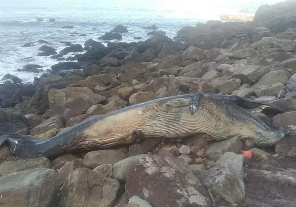 El rorcual quedó entre las rocas, a donde la marea alta llevó su cadáver.