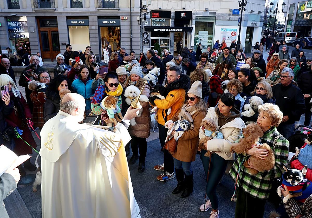 Oviedo bendice a sus mascotas por San Antón