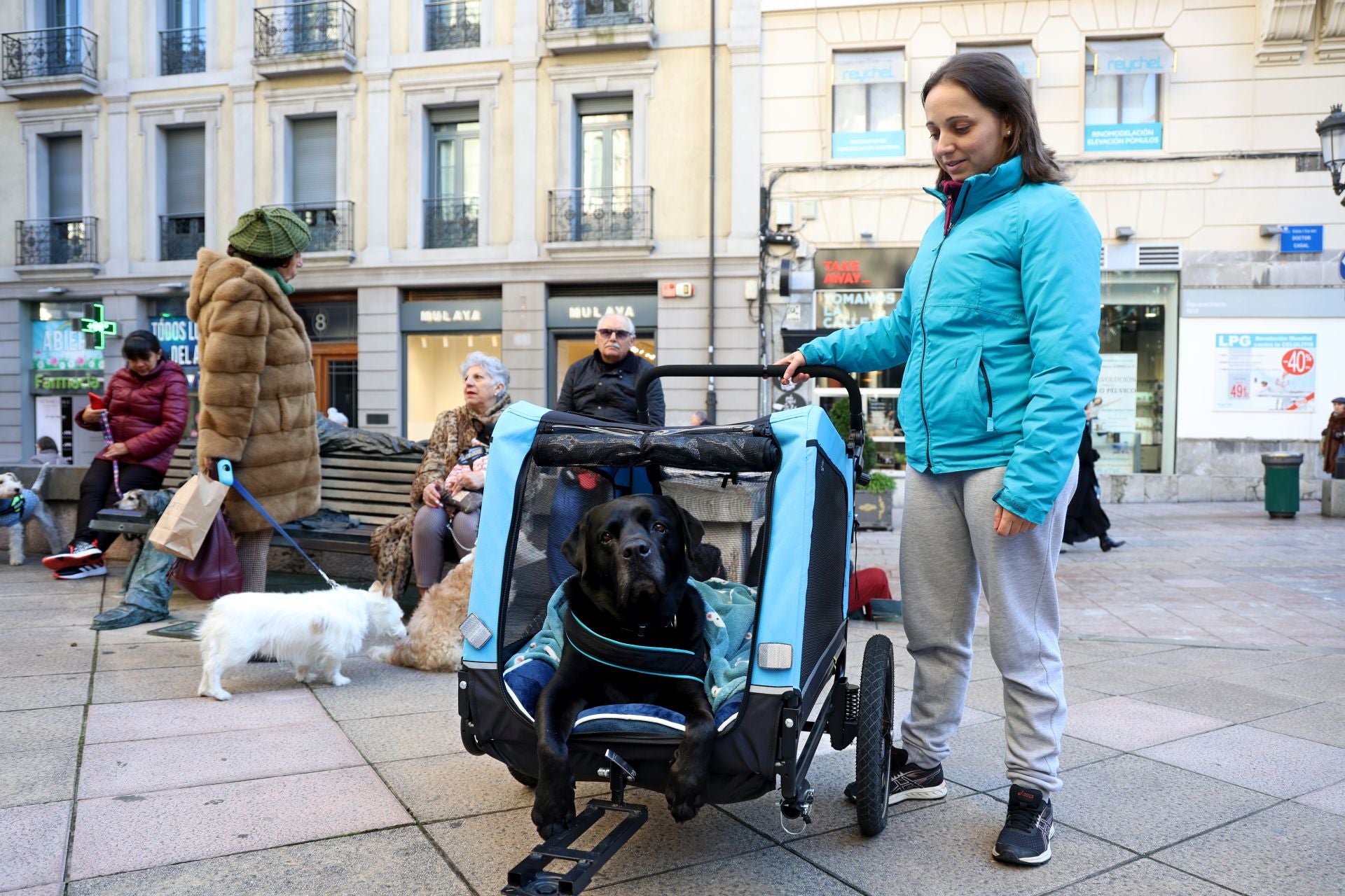 Oviedo bendice a sus mascotas por San Antón