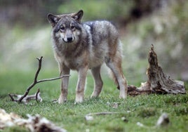 Los machos solitarios de lobo son los especímenes que más daños ganaderos causan.