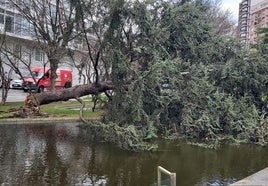 El árbol derribado por el viento en la plaza de Europa, en Gijón.