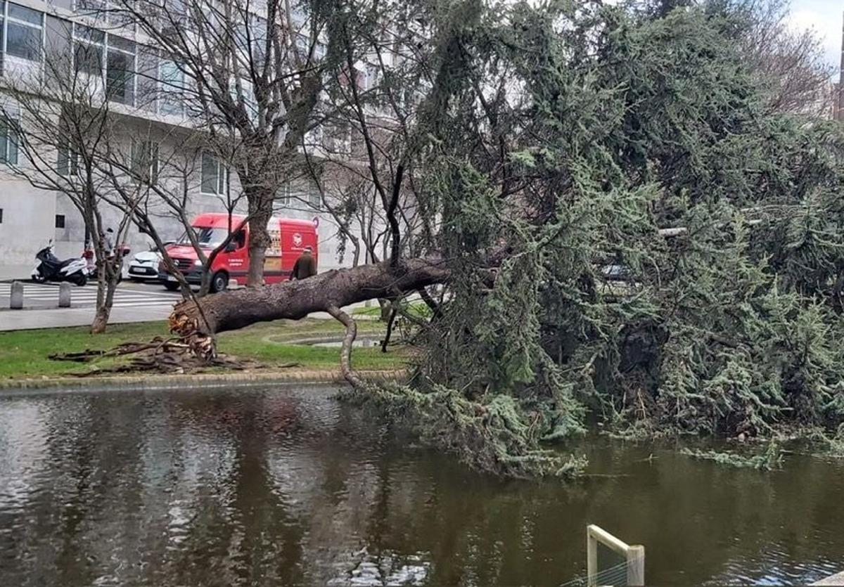 El árbol derribado por el viento en la plaza de Europa, en Gijón.