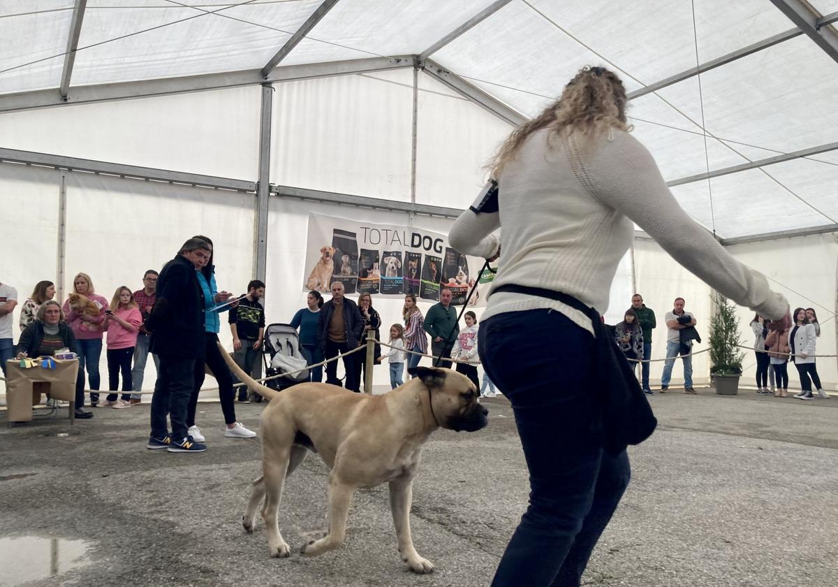 Uno de los concursos de la Feria del Perro de Tineo.