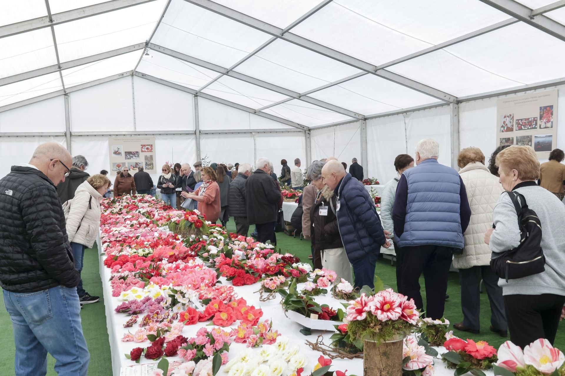 Luarca, paraíso de las camelias